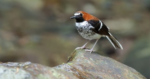 Brunei – Nature et faune sauvage Brunei – Nature et faune sauvage