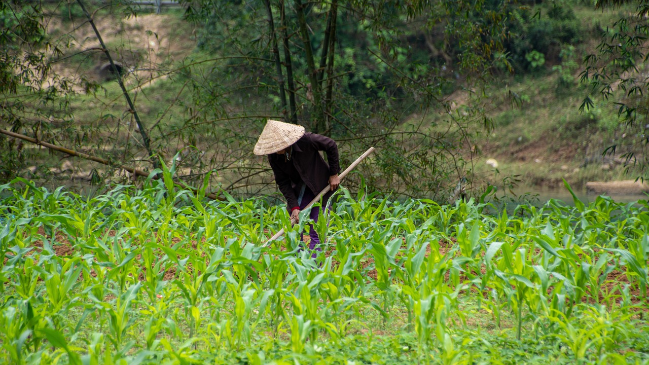 Le parc de Phong Nha Ke Bang Le parc de Phong Nha Ke Bang