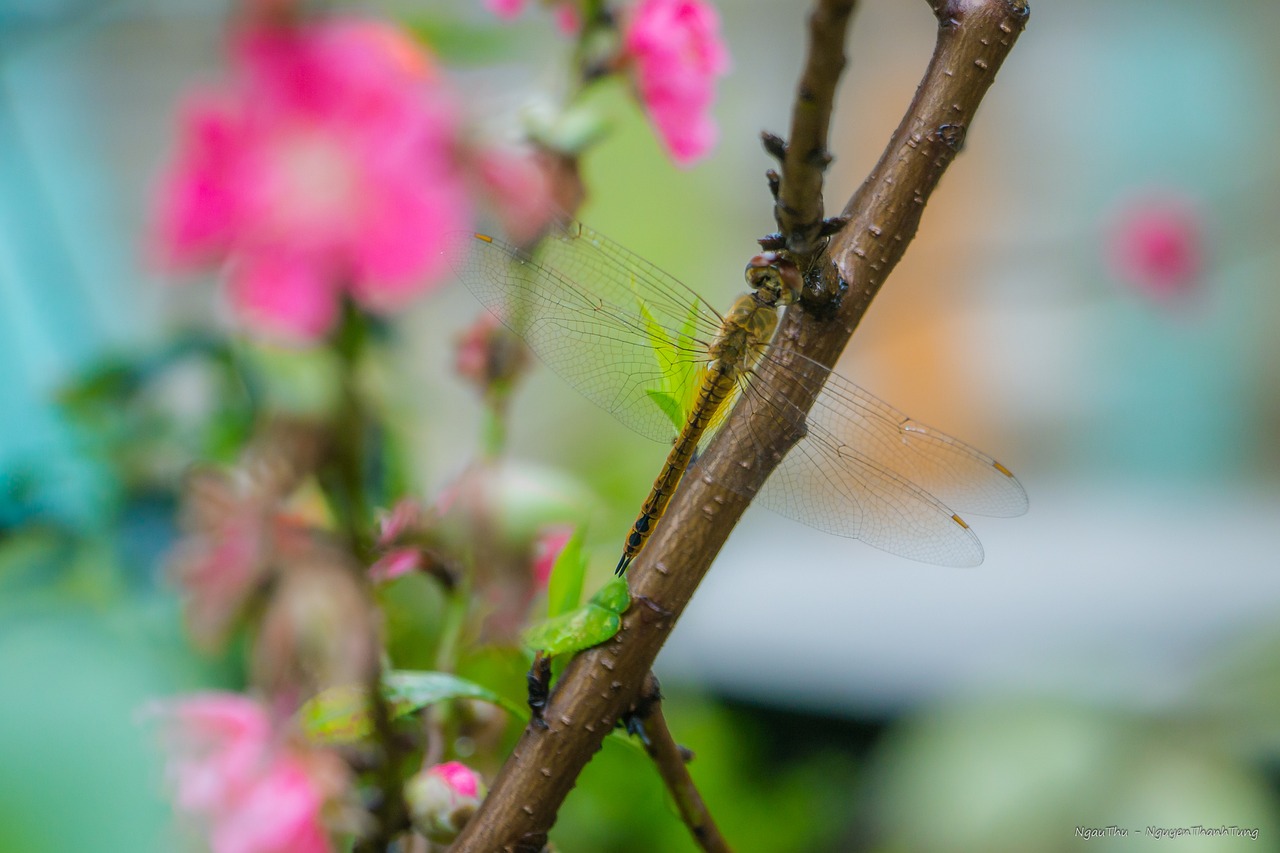 Les moustiques au Vietnam Les moustiques au Vietnam