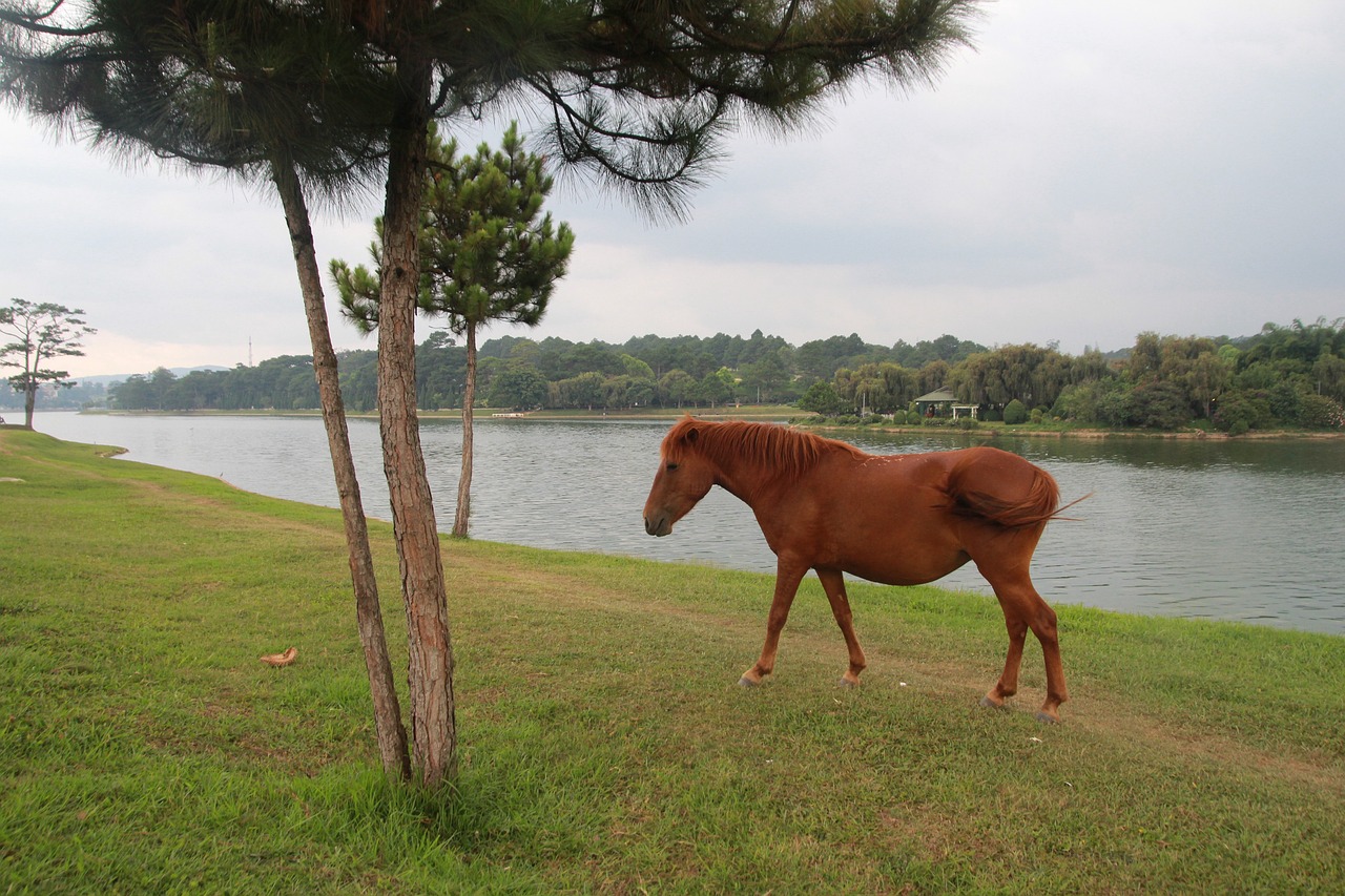 Voyage à Dalat en Vietnam Voyage à Dalat en Vietnam