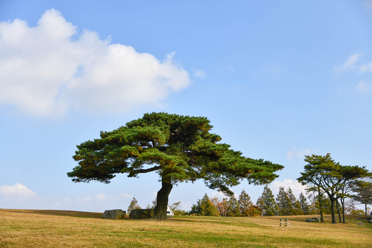 Voyage à Gyeongju en Corée du Sud Voyage à Gyeongju en Corée du Sud