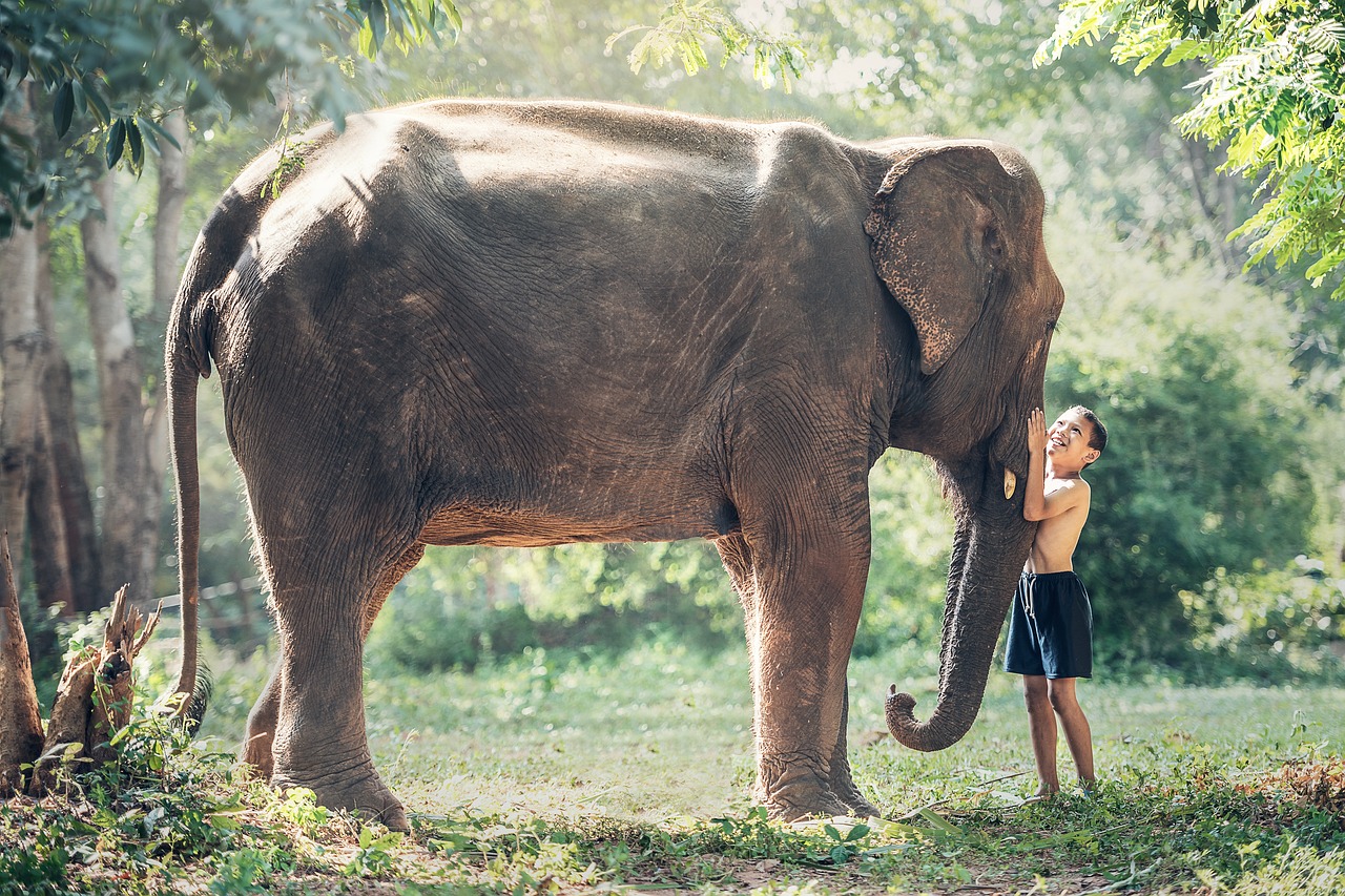 Monter à bord d'un éléphant en Thaïlande, est-ce bon ou mauvais ? Monter à bord d'un éléphant en Thaïlande, est-ce bon ou mauvais ?