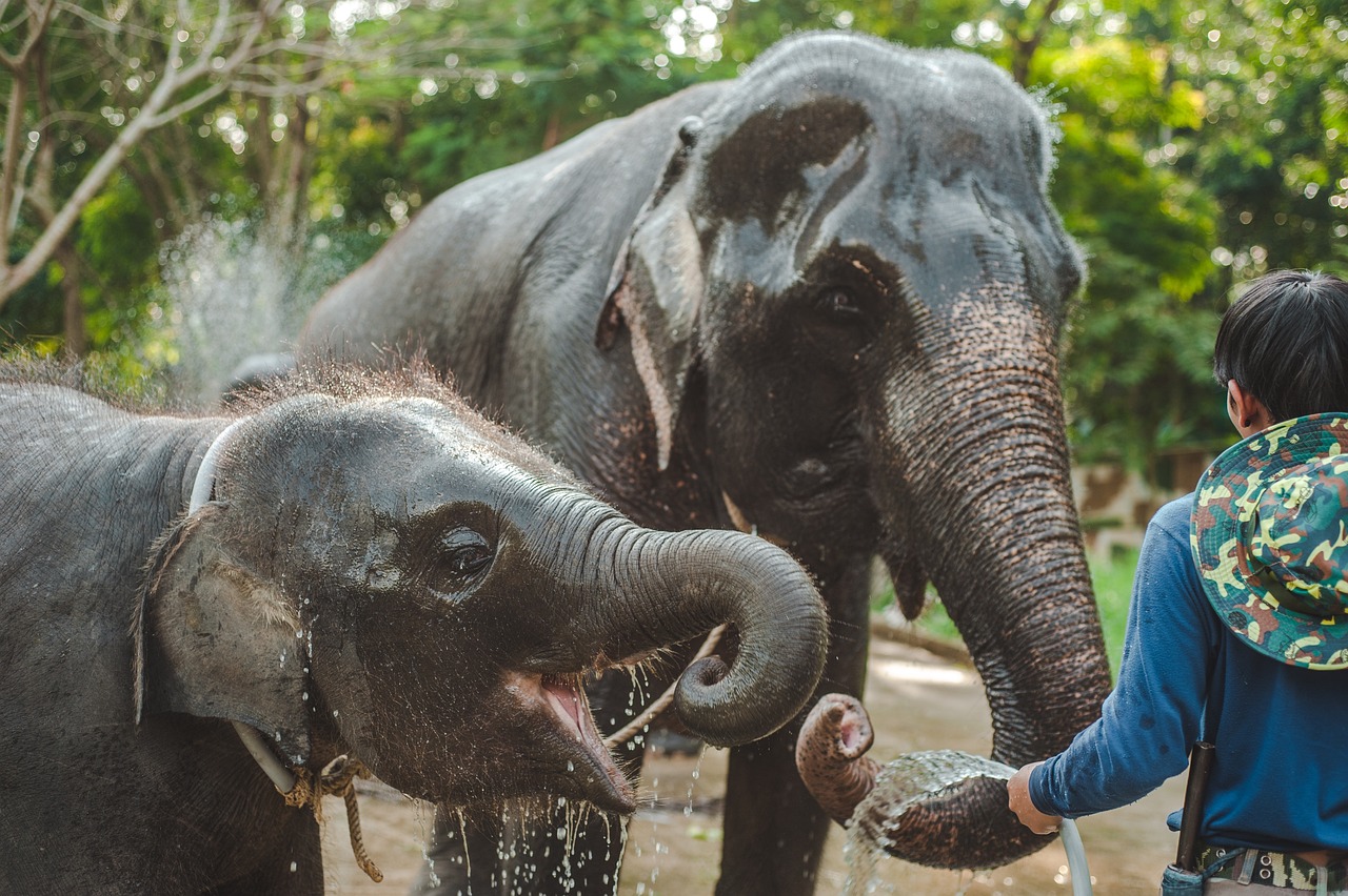 Monter à bord d'un éléphant en Thaïlande, est-ce bon ou mauvais ? Monter à bord d'un éléphant en Thaïlande, est-ce bon ou mauvais ?